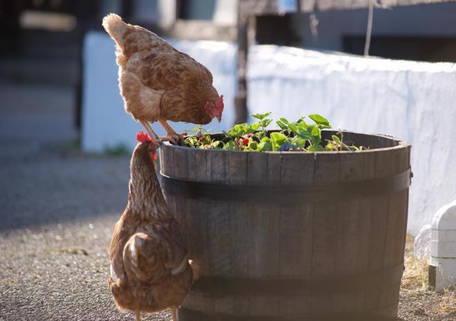 Rosefinch Sleeps 2 Persons-Private Hot Tub-Tranquil Holiday Away From It All Yet Not Far From St Austell- The Holiday Home Has One Bedroom, Living And Dining Area, Equipped Kitchen-Decking-Outdoor Furniture-Fishing Lakes-Non Pet Unit Extérieur photo